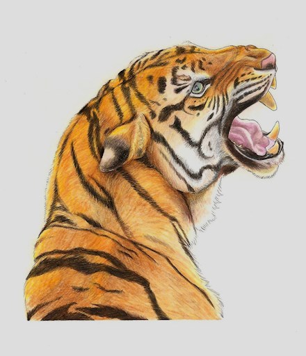 Tiger Coloured Pencil Drawing